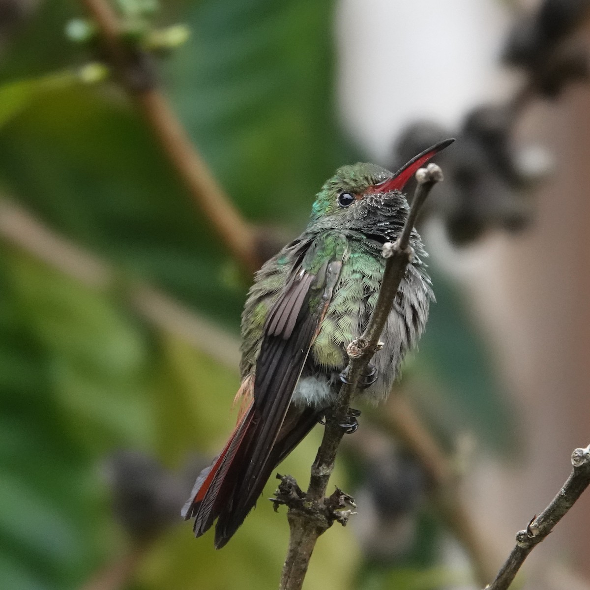 Rufous-tailed Hummingbird - ML617980688