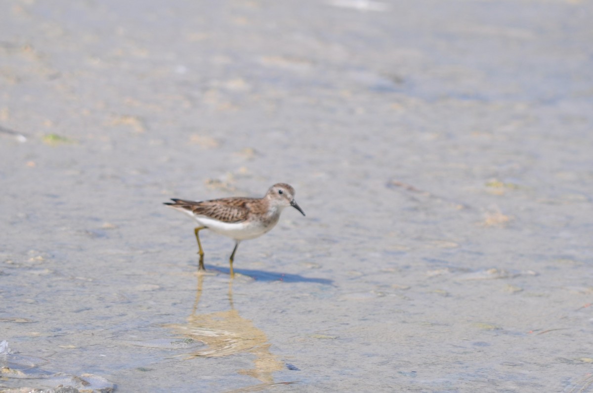 Least Sandpiper - ML617980693