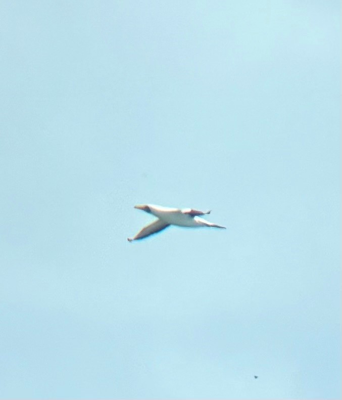 Masked Booby - ML617980712