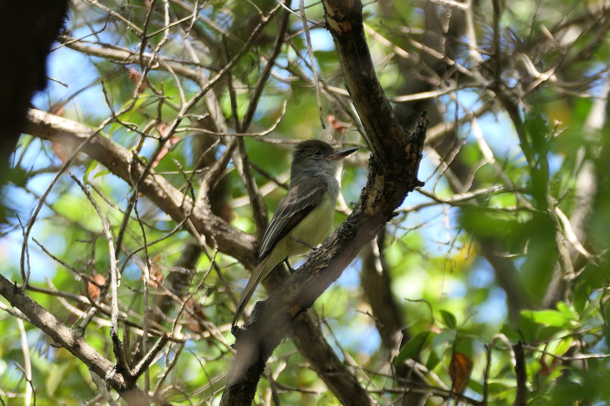 Grenada Flycatcher - ML617980728