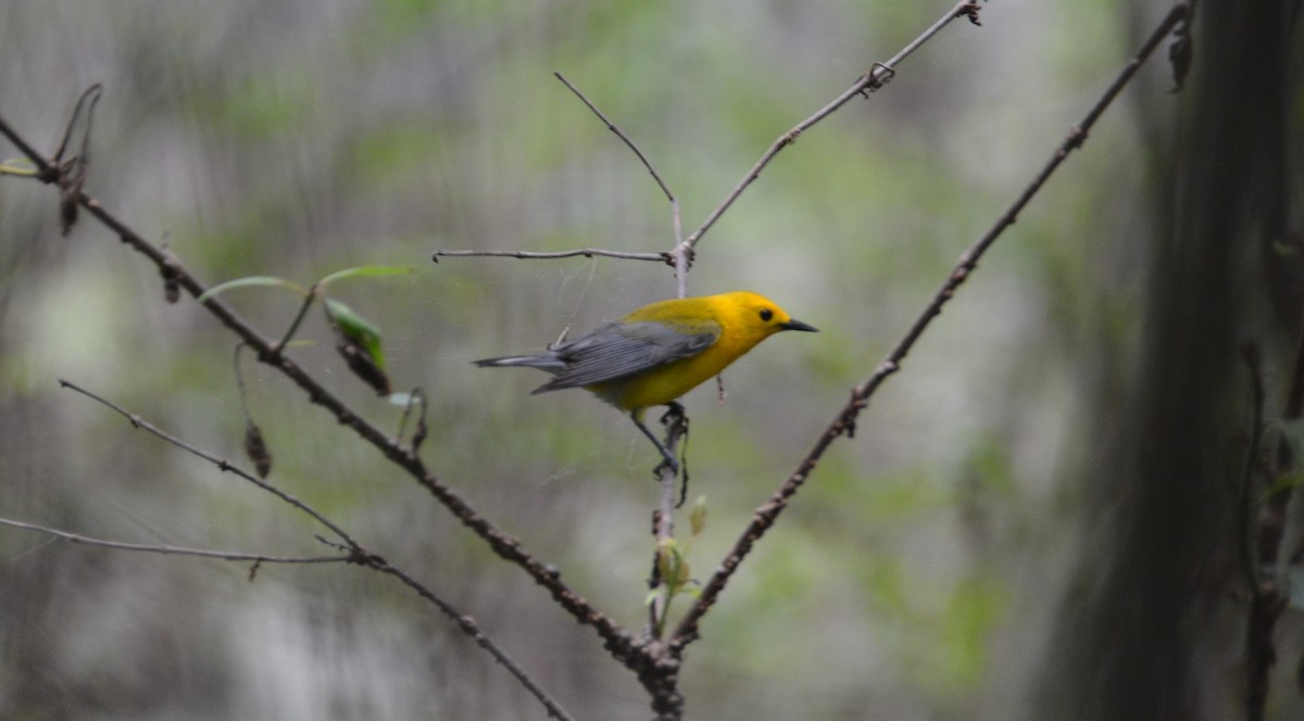 Prothonotary Warbler - Larry Raymond