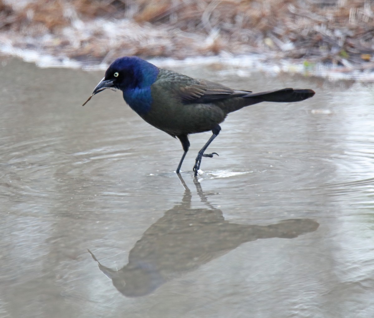 Common Grackle - Elizabeth Winter