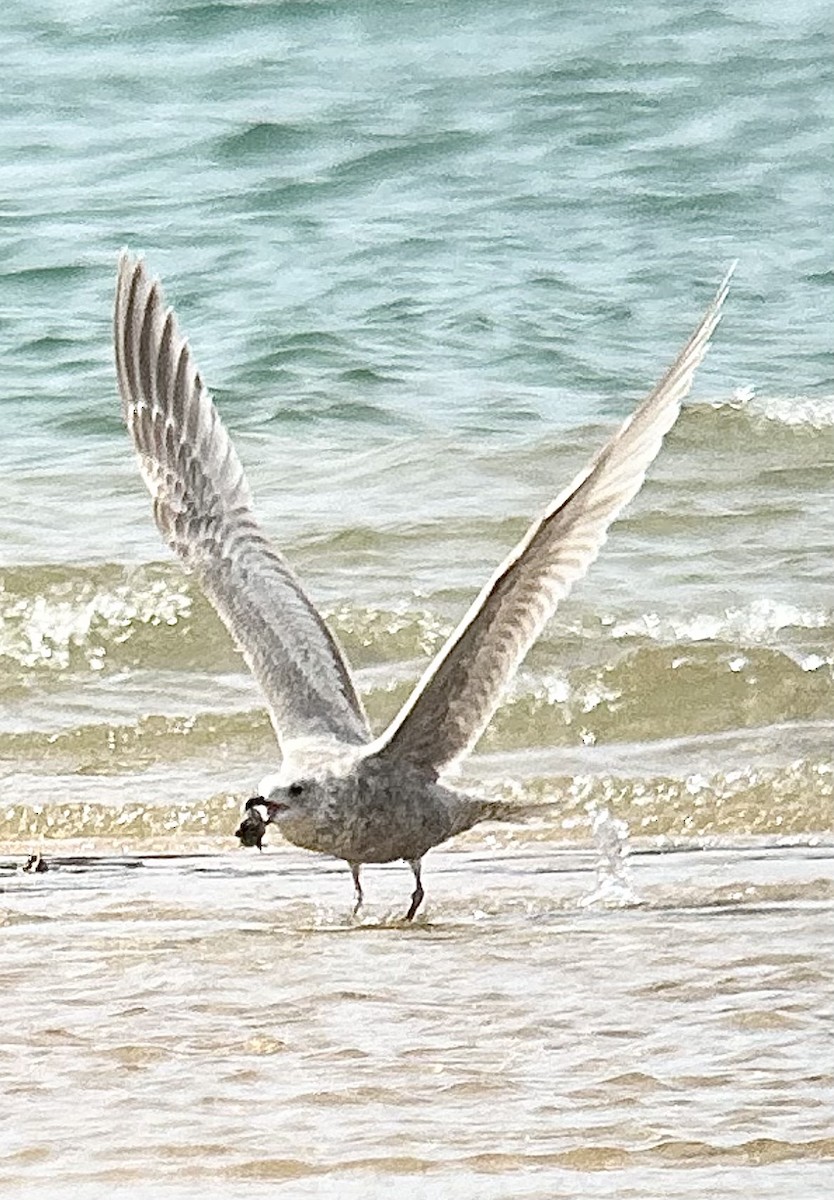 Gaviota Groenlandesa - ML617980755