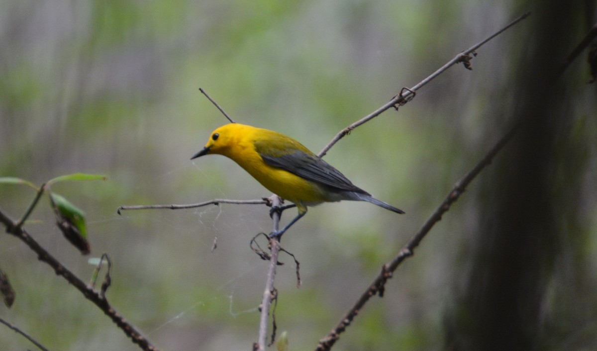 Prothonotary Warbler - Larry Raymond