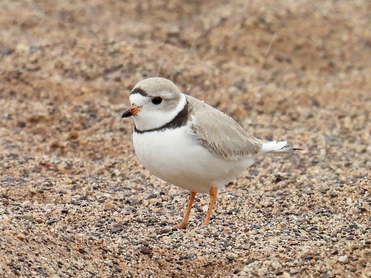 Piping Plover - Mark Holle