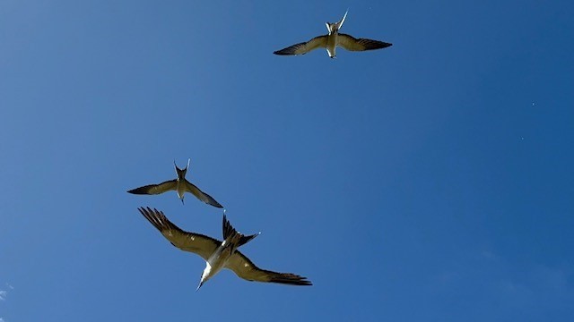 Sooty Tern - ML617980815