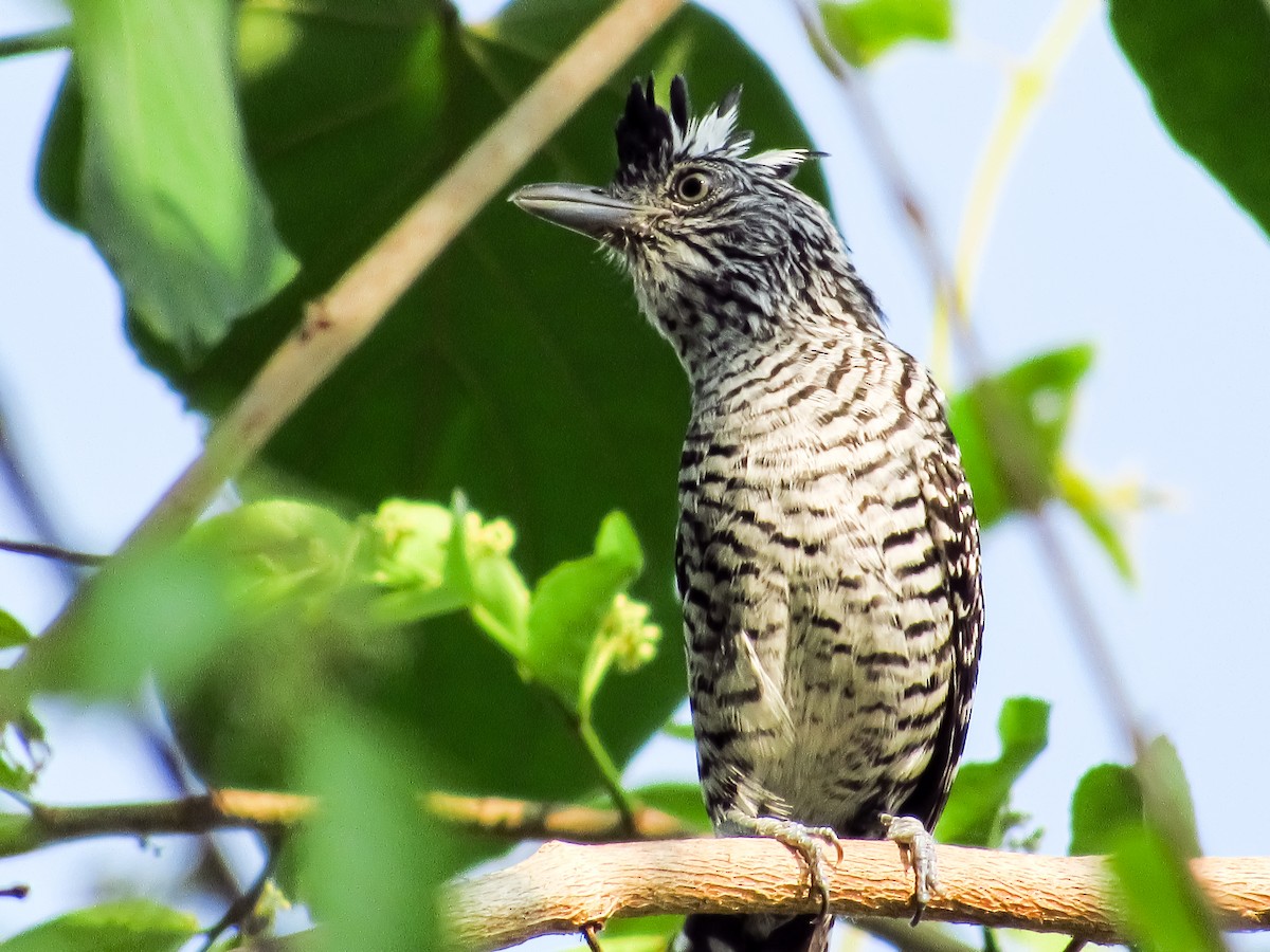 Barred Antshrike - Pedro Jose Caldera