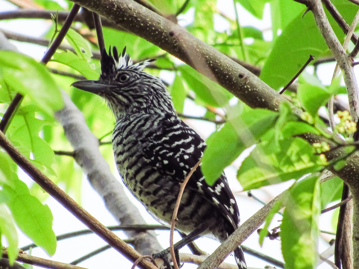 Barred Antshrike - Pedro Jose Caldera