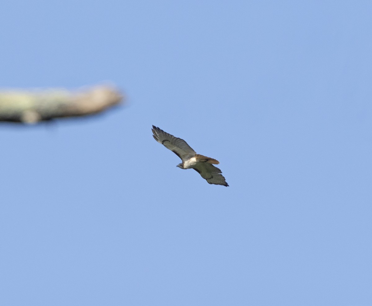 Red-tailed Hawk - ML617980828