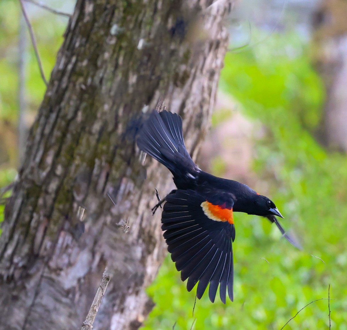 Red-winged Blackbird - ML617980831