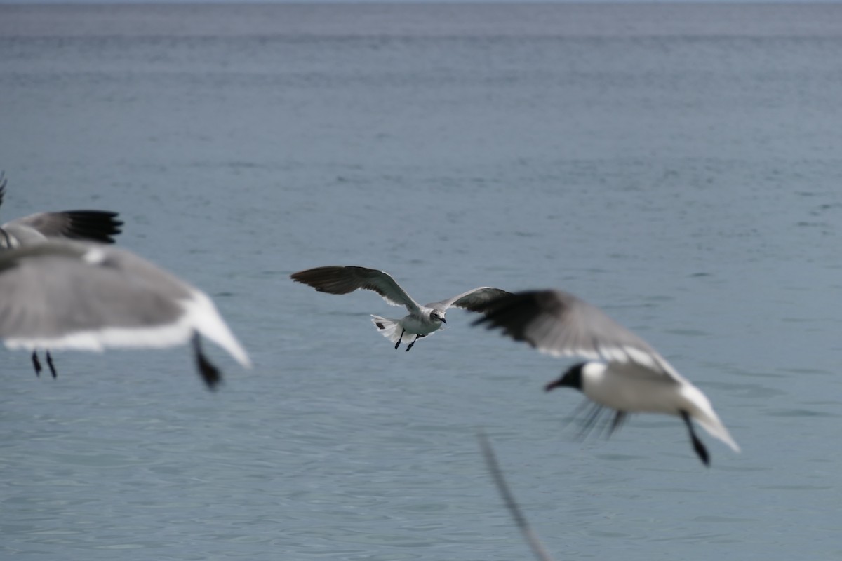 Laughing Gull - Kenrith Carter