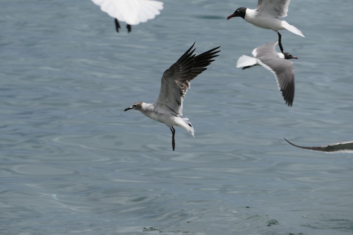 Laughing Gull - Kenrith Carter