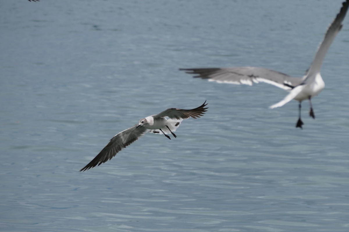 Mouette atricille - ML617980835