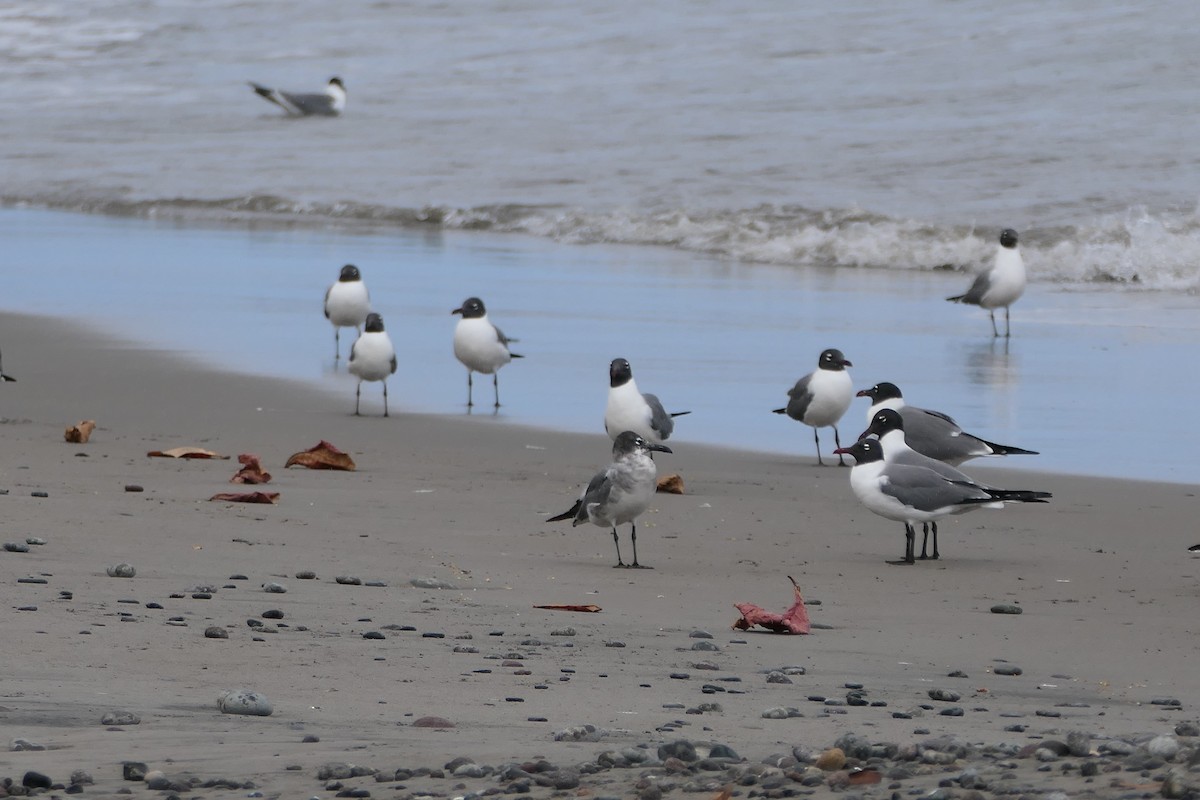 Laughing Gull - Kenrith Carter