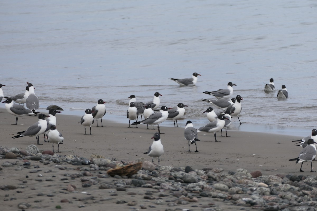 Laughing Gull - Kenrith Carter