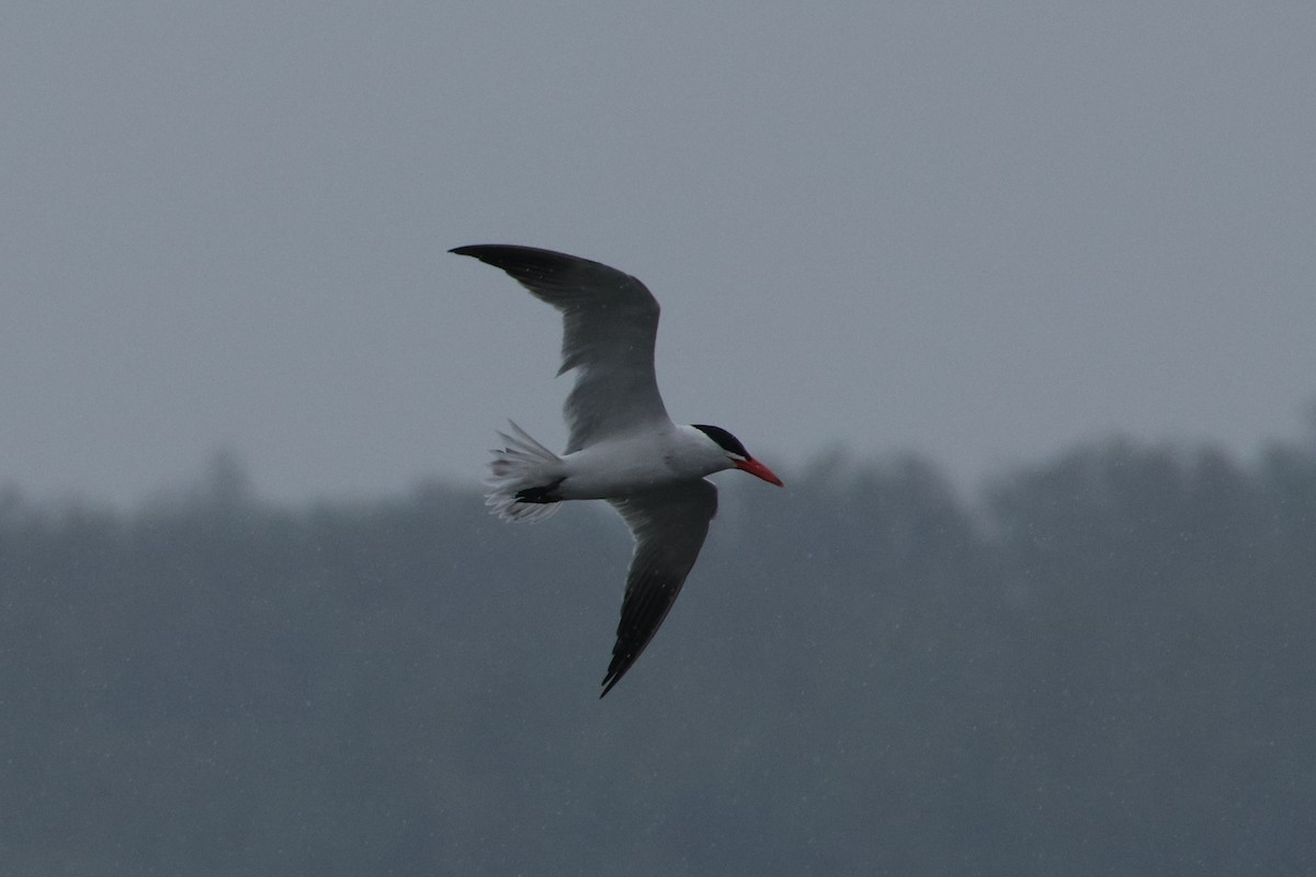 Caspian Tern - ML617980846