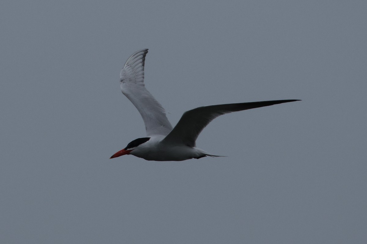 Caspian Tern - ML617980847