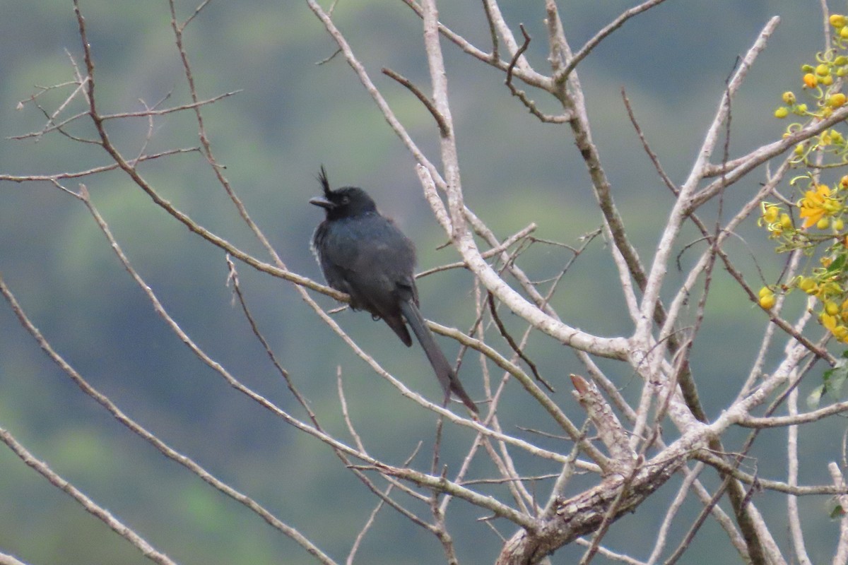 børstedrongo - ML617980854