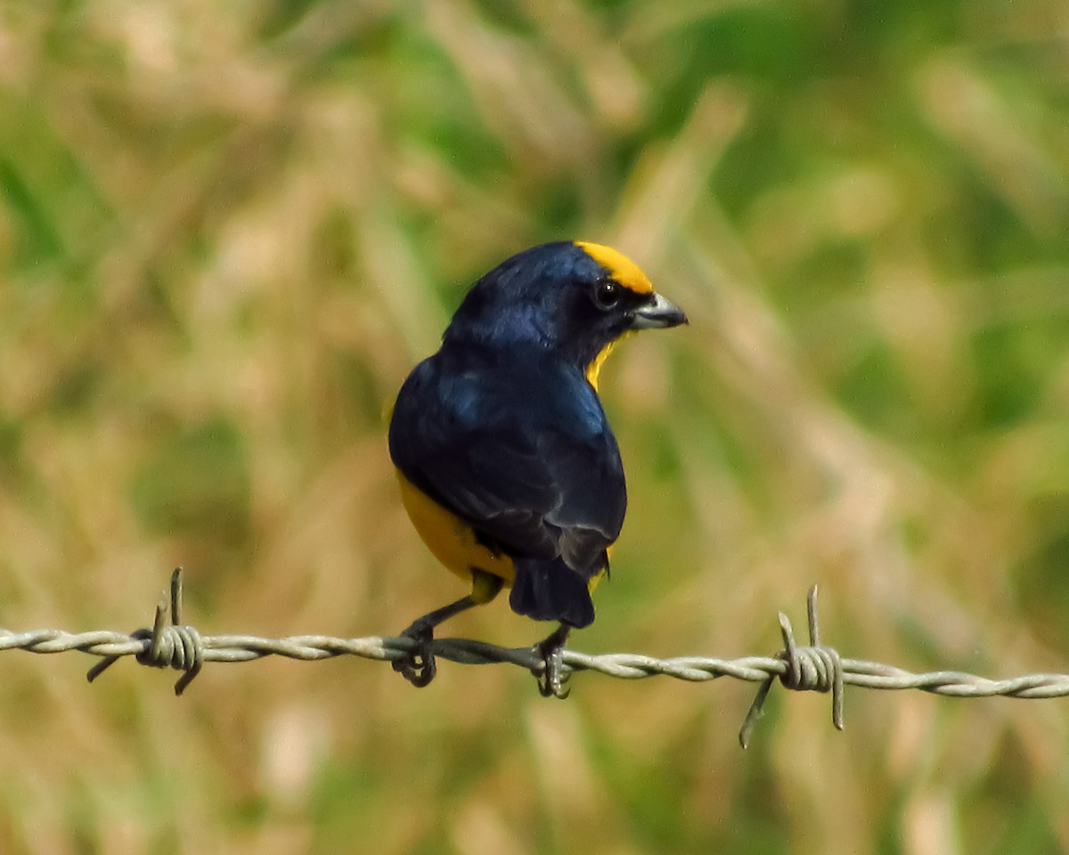 Thick-billed Euphonia - Pedro Jose Caldera