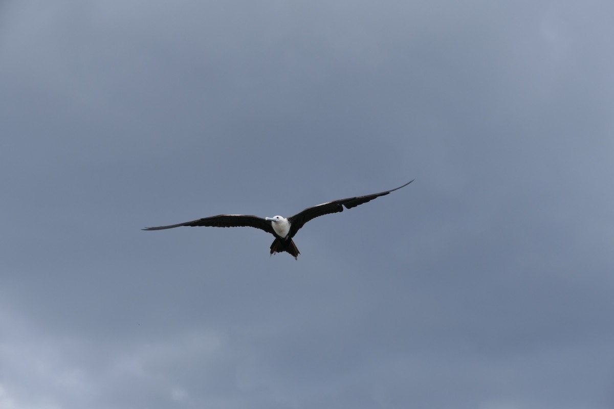 Magnificent Frigatebird - ML617980860