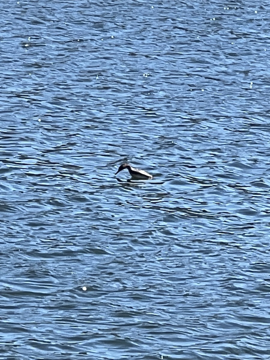 Red-breasted Merganser - ML617980874