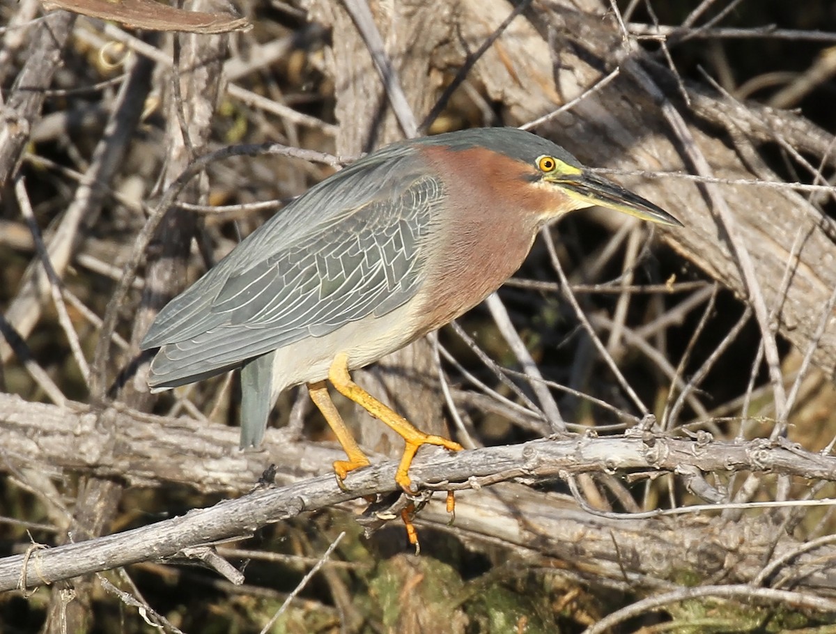 Green Heron - ML617980877