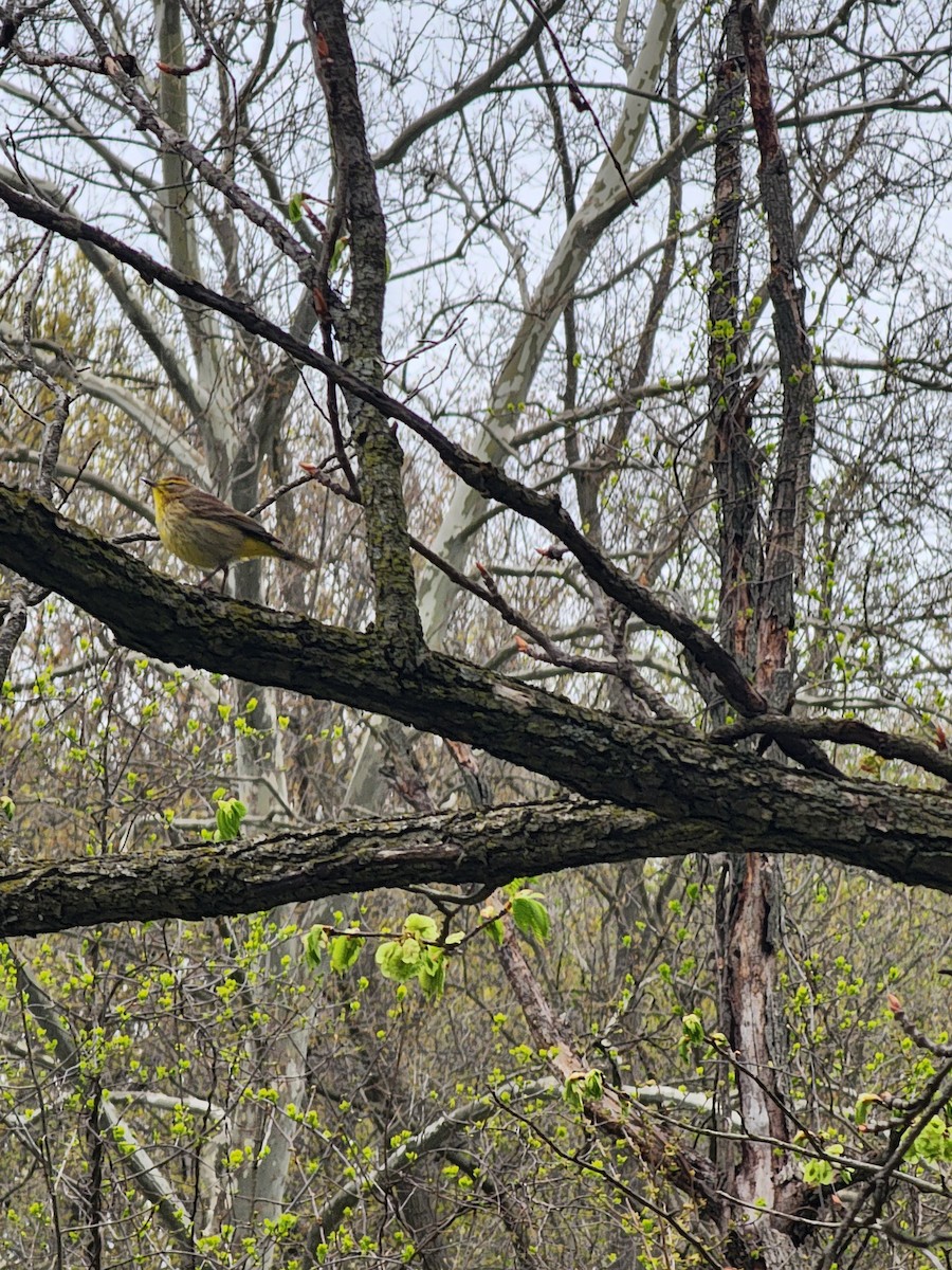 Palm Warbler - ML617980893