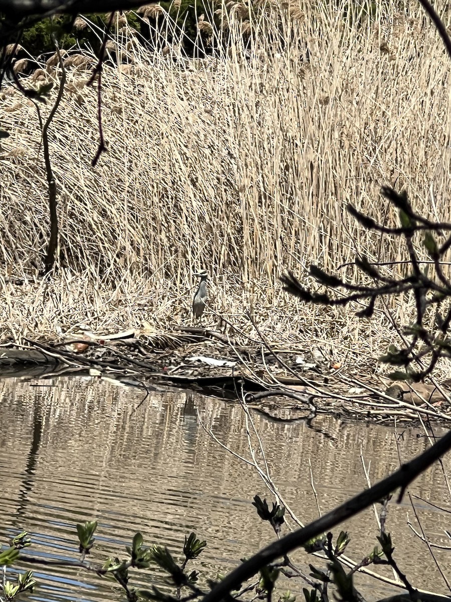 Yellow-crowned Night Heron - ML617980909