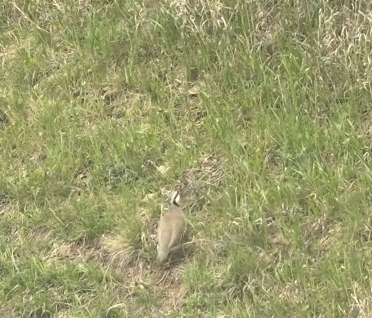 Coturnice orientale - ML617980918