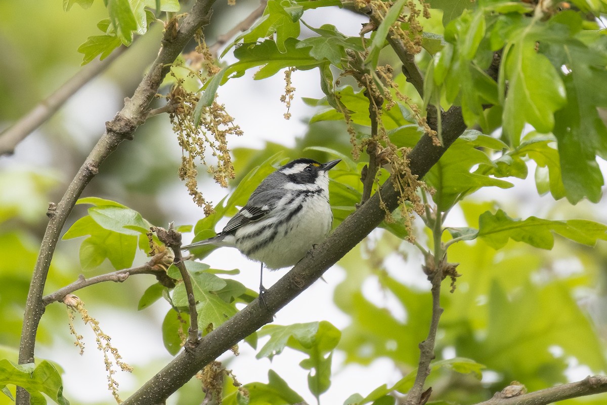 Black-throated Gray Warbler - ML617980927