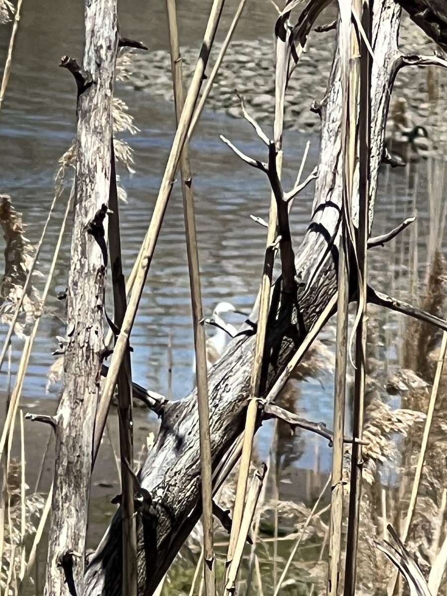 Snowy Egret - ML617980931