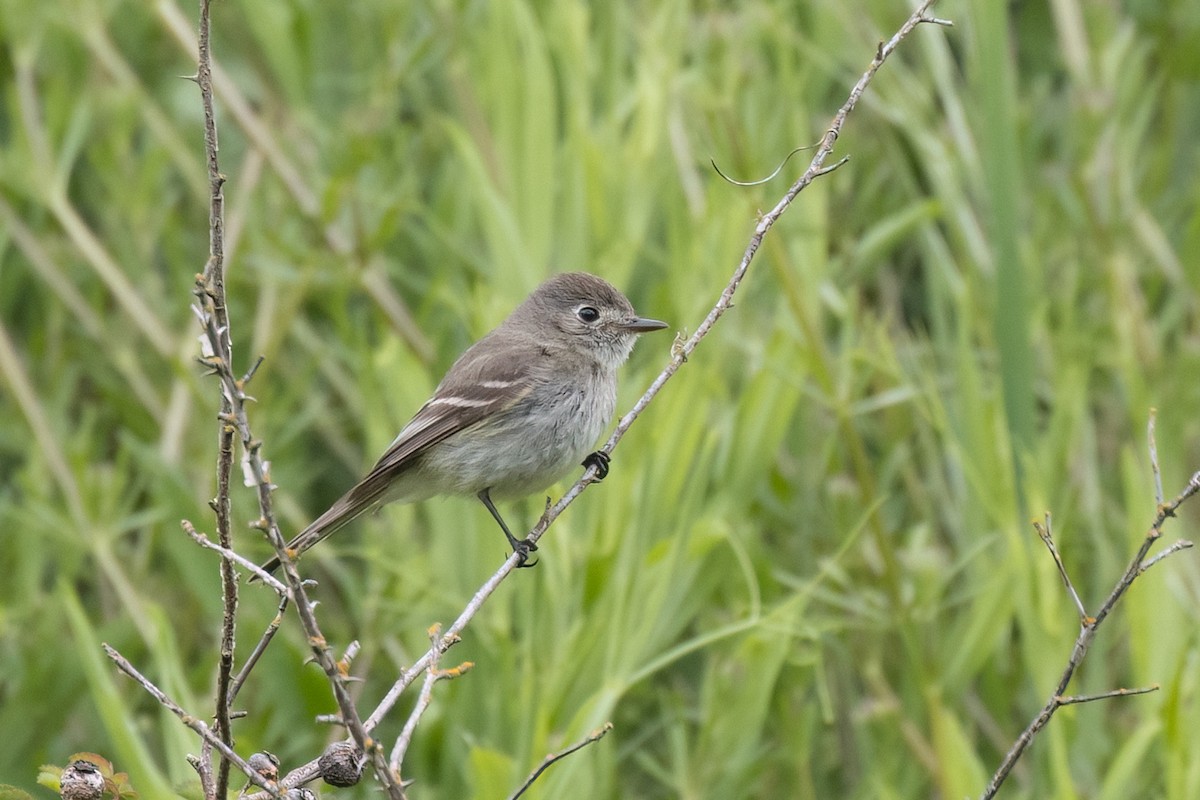 Dusky Flycatcher - ML617980942