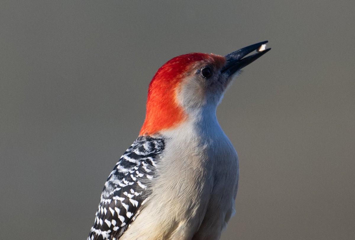 Red-bellied Woodpecker - ML617980950