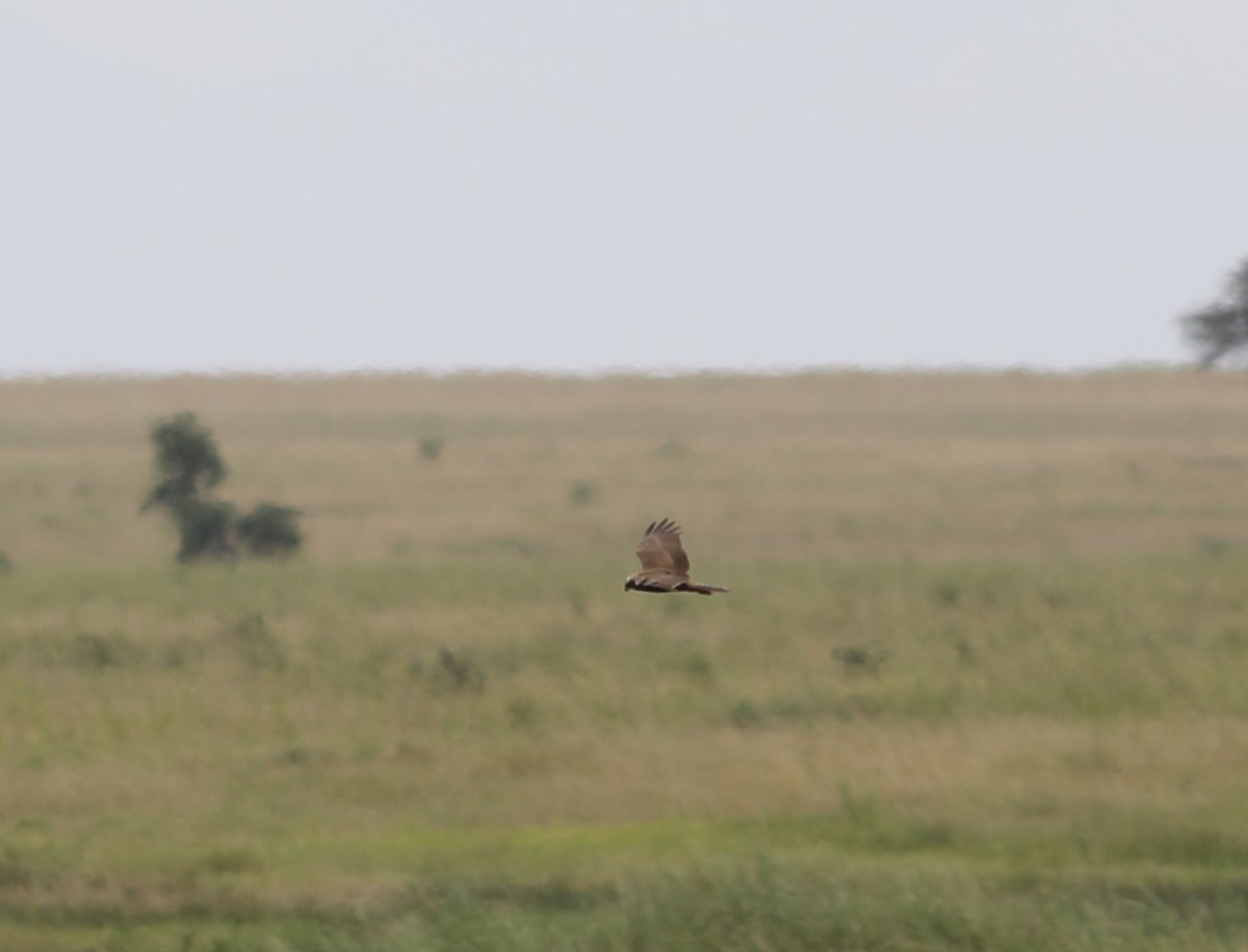 African Marsh Harrier - ML617980980