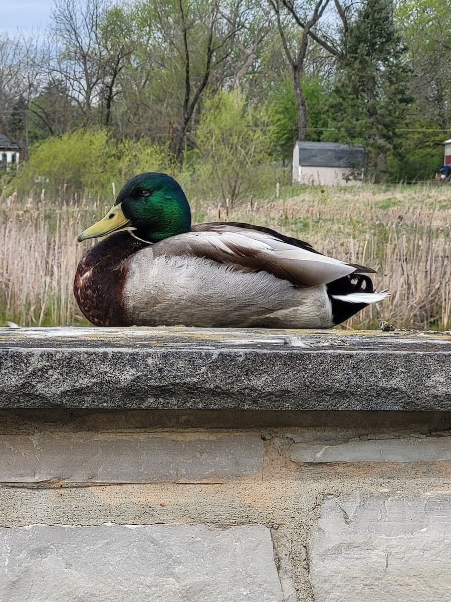 Mallard - Mary Crickmore