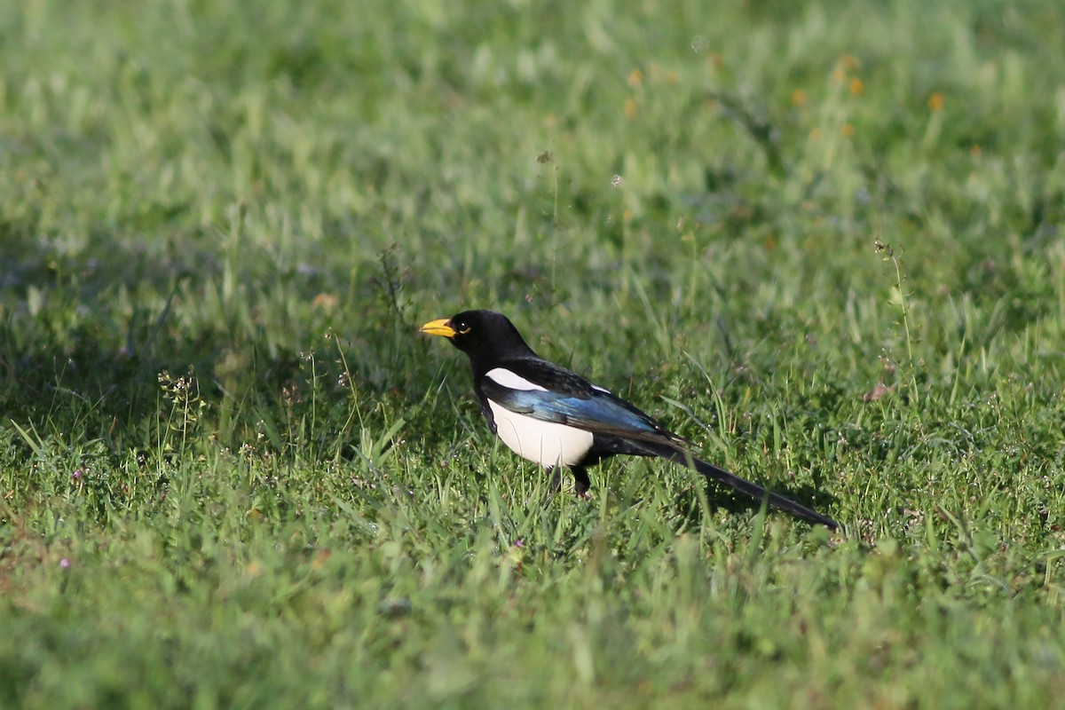 Yellow-billed Magpie - ML617981031