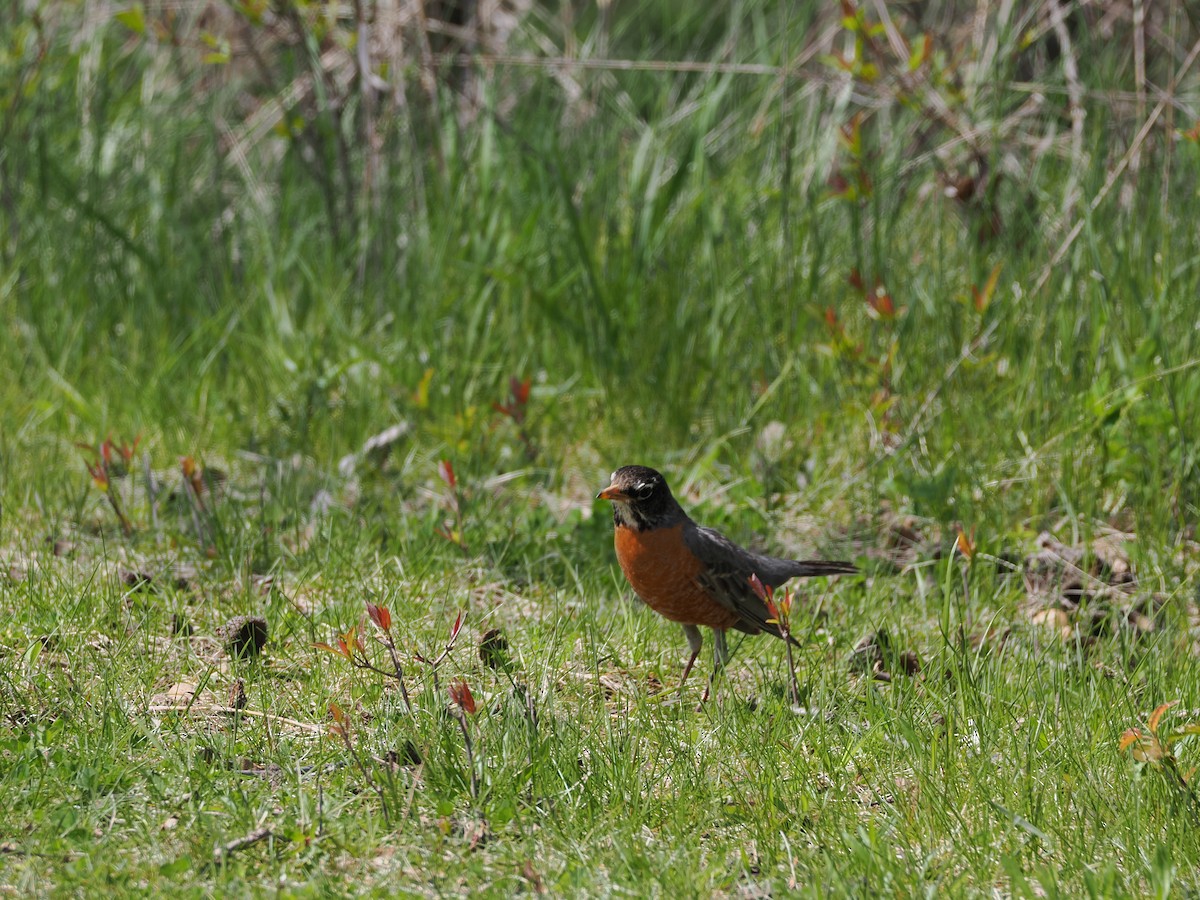 American Robin - ML617981088