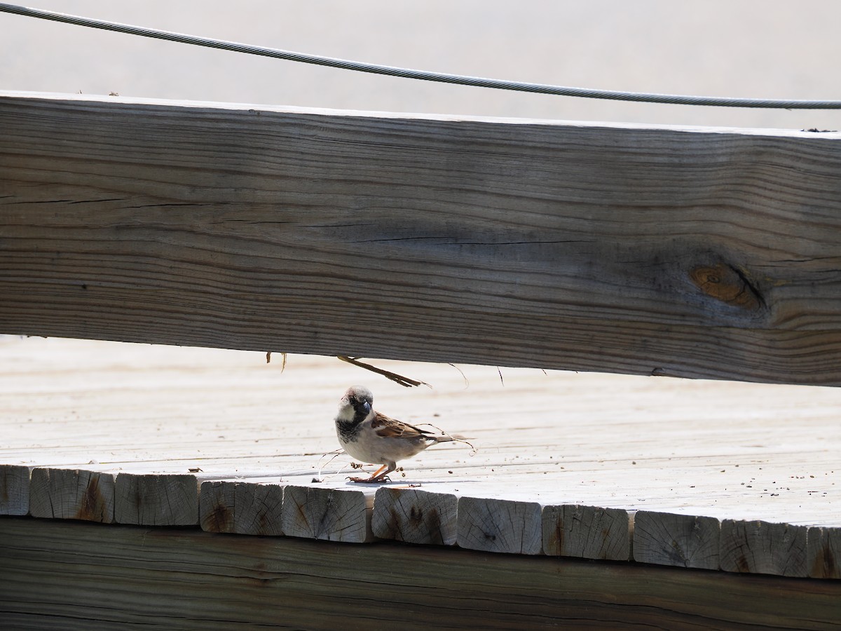 House Sparrow - ML617981094