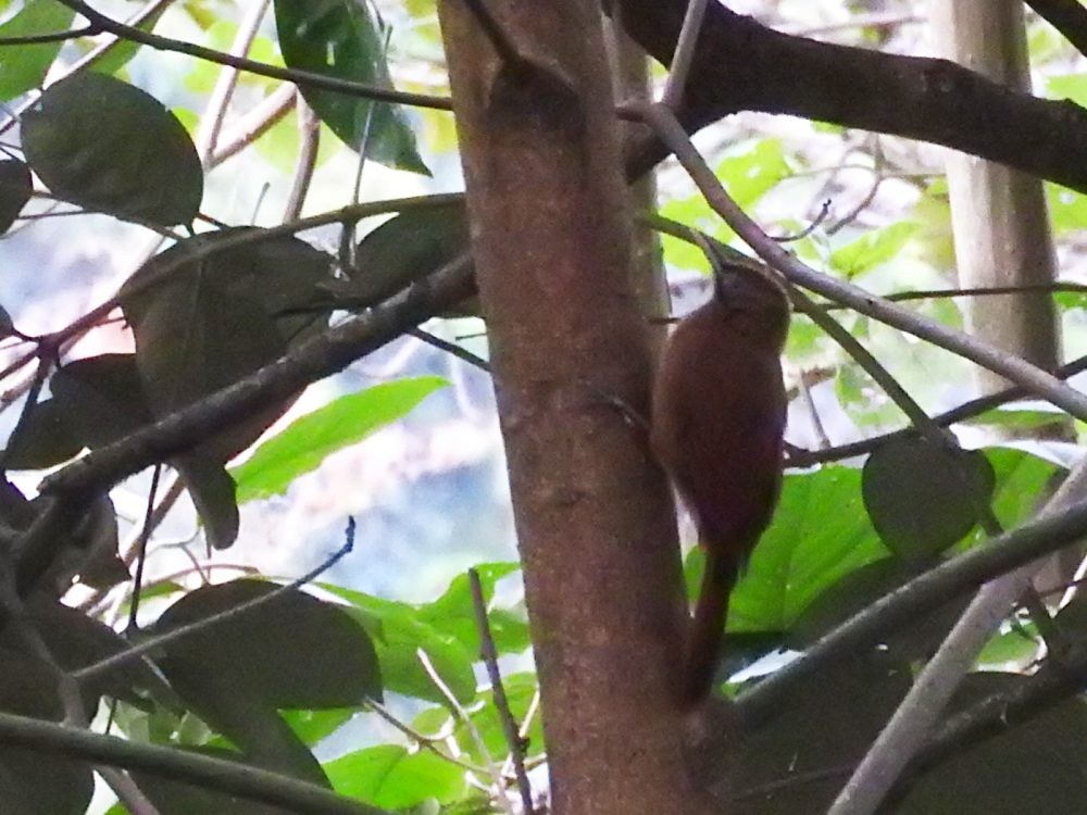 Plain-brown Woodcreeper - Fernando Nunes