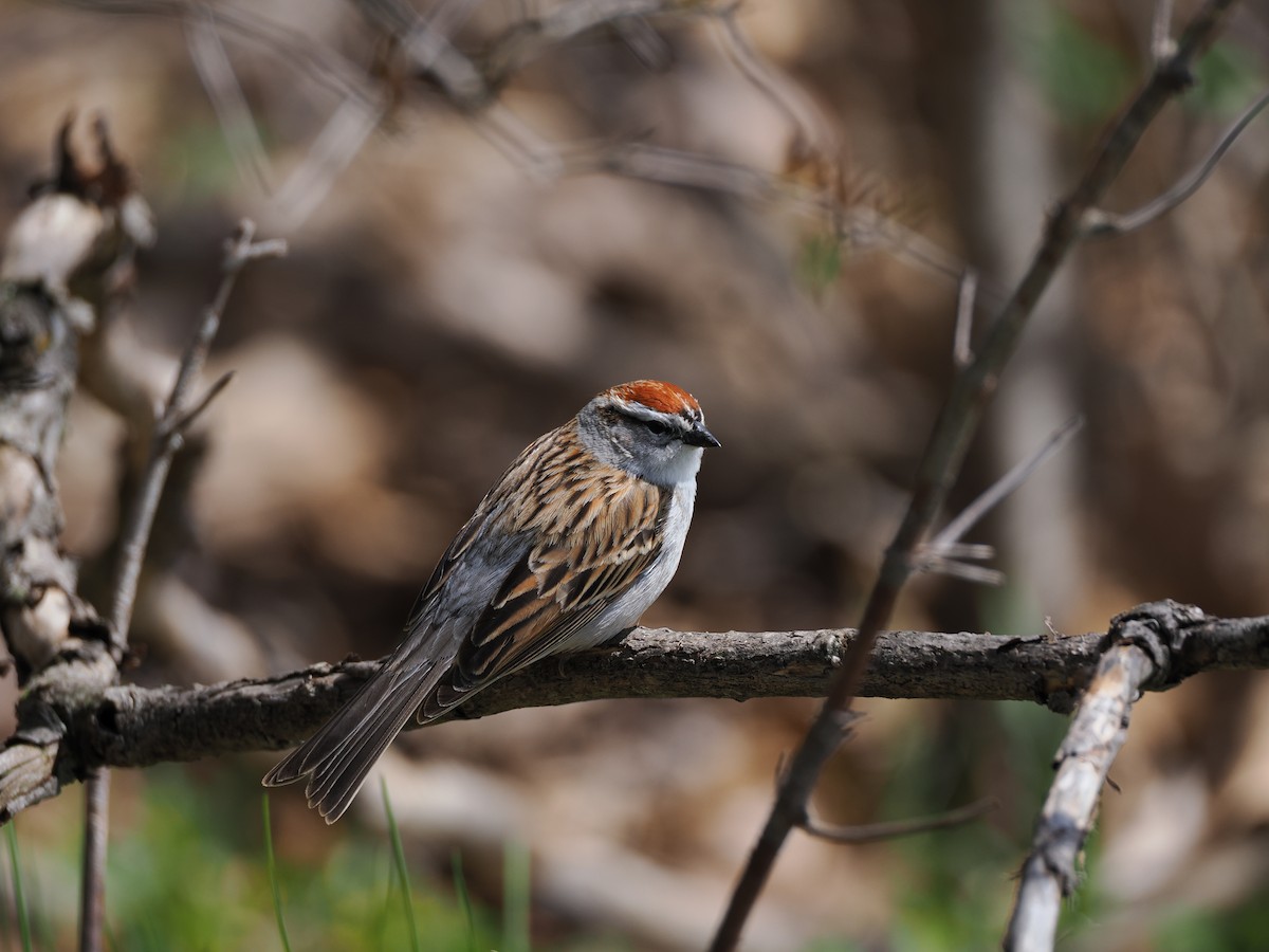 Chipping Sparrow - ML617981103