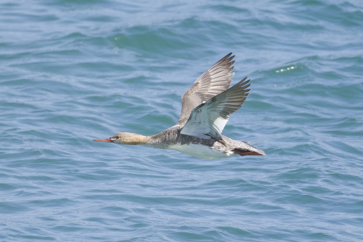 Red-breasted Merganser - Phil Thompson