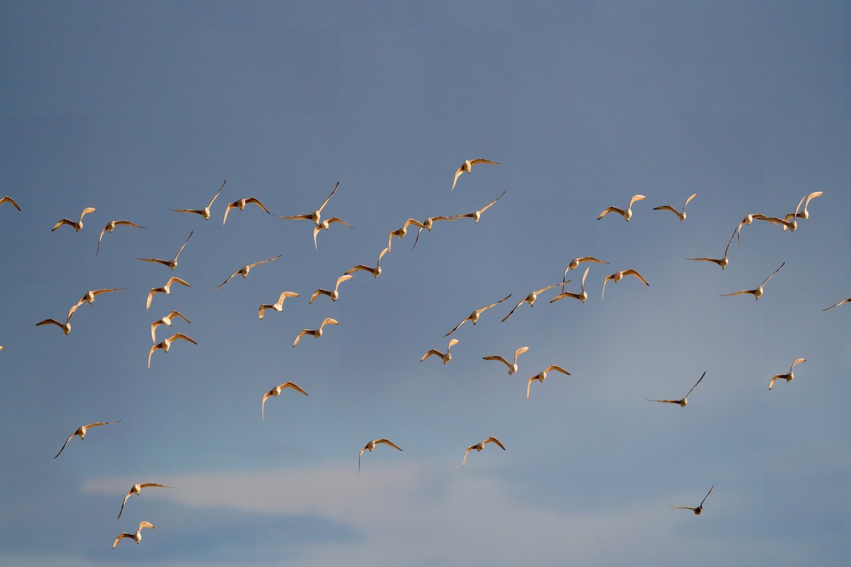 Marbled Godwit - Julie Schneider