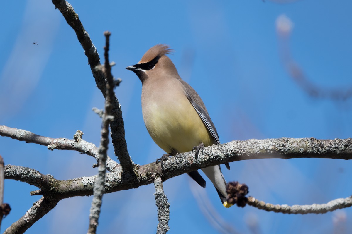 Cedar Waxwing - ML617981186