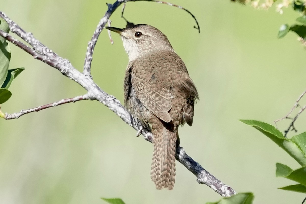 House Wren - Courtney Rella