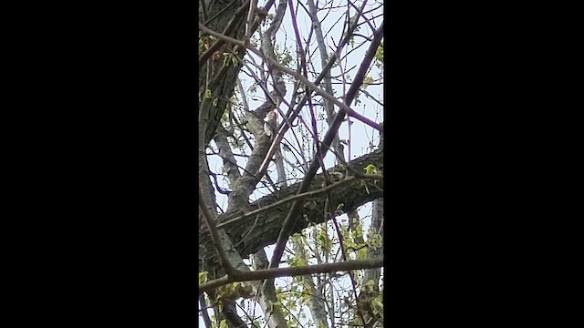 Red-bellied Woodpecker - ML617981239