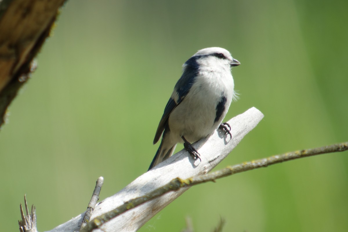 Azure Tit - Simon Warford