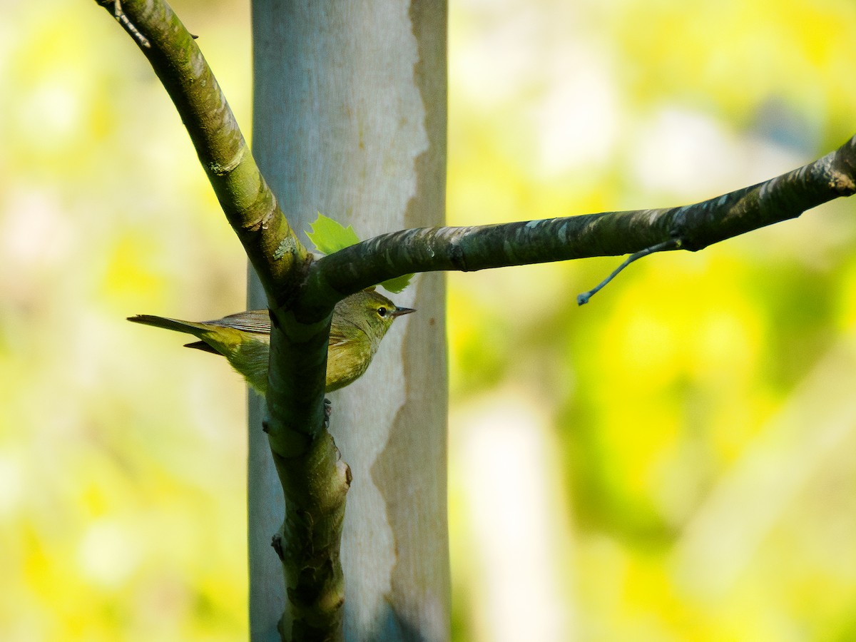 Orange-crowned Warbler - ML617981257