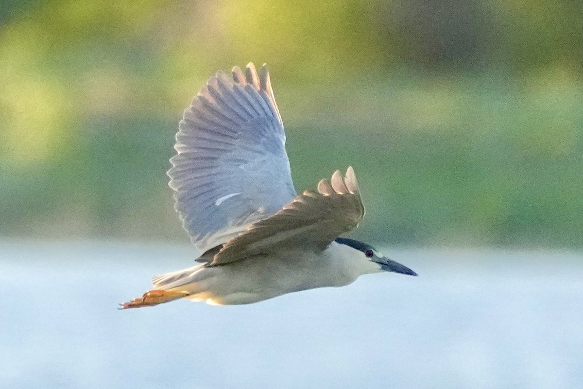 Black-crowned Night Heron - ML617981273