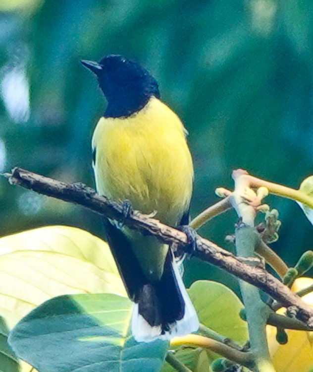 Mésange de Palawan - ML617981274