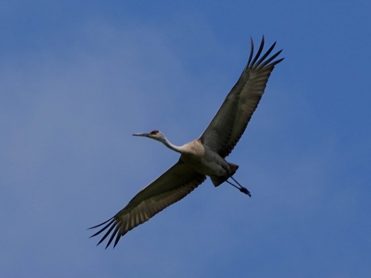 Sandhill Crane - ML617981280